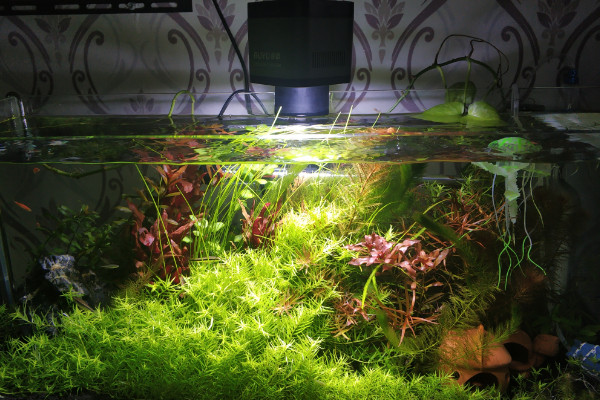 水草怎么養,人工打光保證水草光合作用