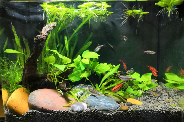 水草怎么養,人工打光保證水草光合作用