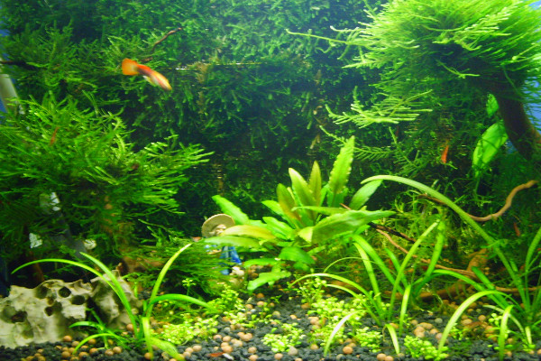 水草怎么養,人工打光保證水草光合作用