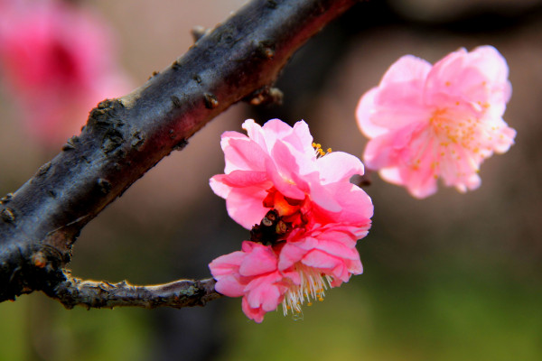 中國的國花是什么花,有提名梅花/牡丹花/菊花等