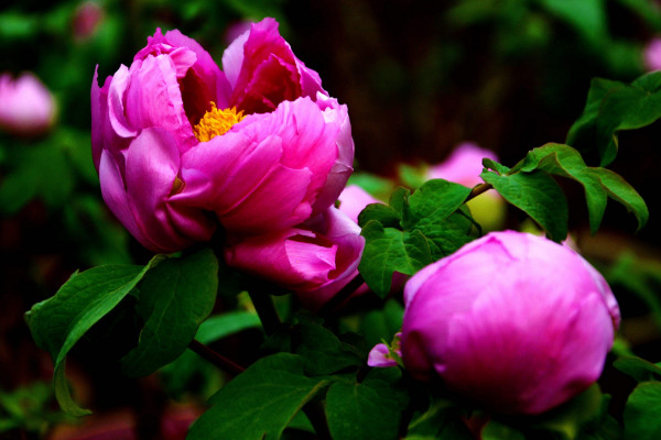 中國的國花是什么花,有提名梅花/牡丹花/菊花等
