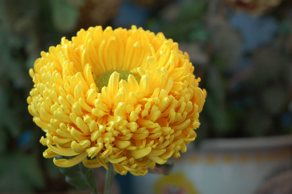 中國的國花是什么花,有提名梅花/牡丹花/菊花等