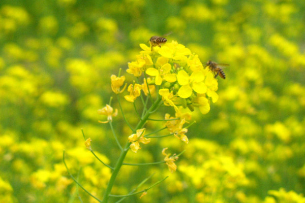 黃花菜有毒嗎,烹飪環(huán)境高于60℃就能去除毒素