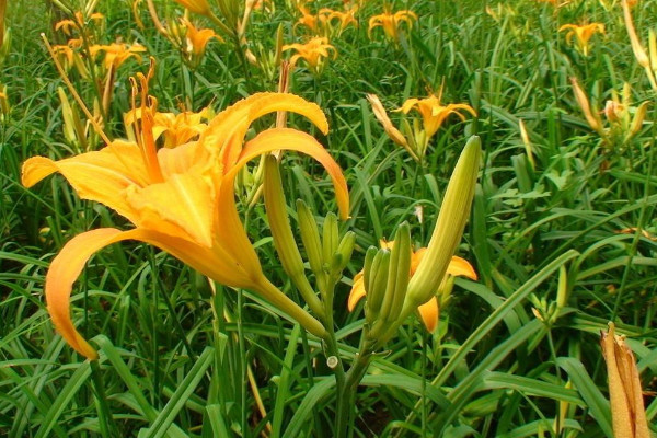 黃花菜有毒嗎,烹飪環(huán)境高于60℃就能去除毒素
