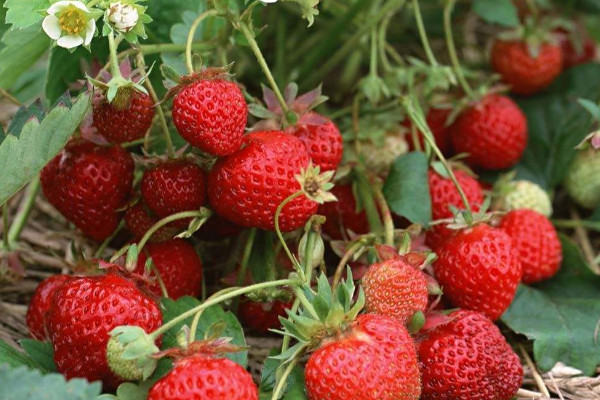 草莓種植技術,15~20℃溫度下可使草莓豐收