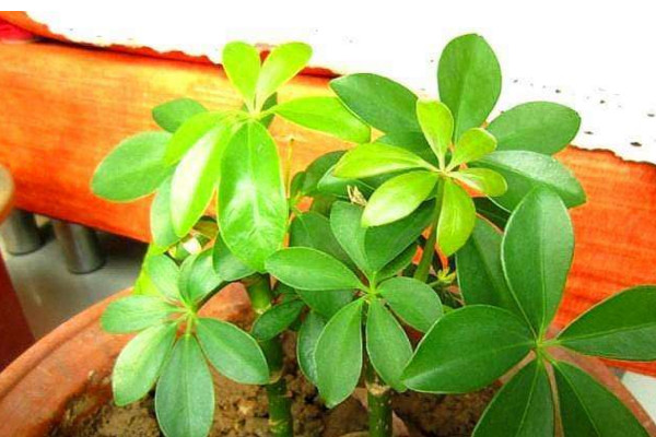 鵝掌木是發(fā)財(cái)樹嗎,這是兩種不同的植物