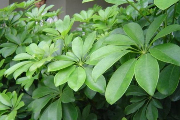 鵝掌木是發(fā)財(cái)樹嗎,這是兩種不同的植物