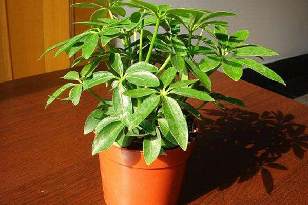 鵝掌木是發(fā)財(cái)樹嗎,這是兩種不同的植物