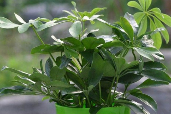鵝掌木是發(fā)財(cái)樹嗎,這是兩種不同的植物