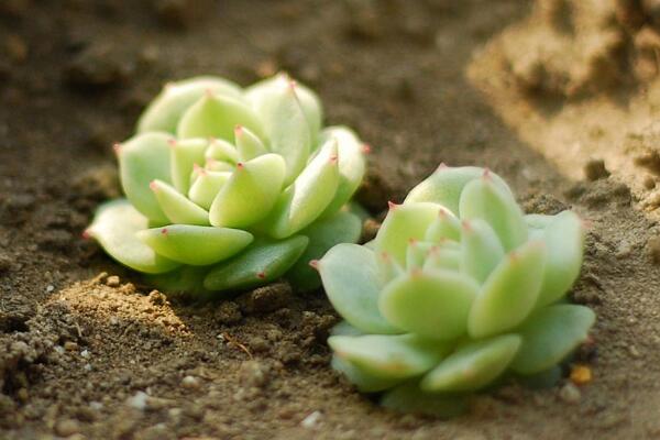 多肉要澆水嗎,教你判斷植株是否需要澆水