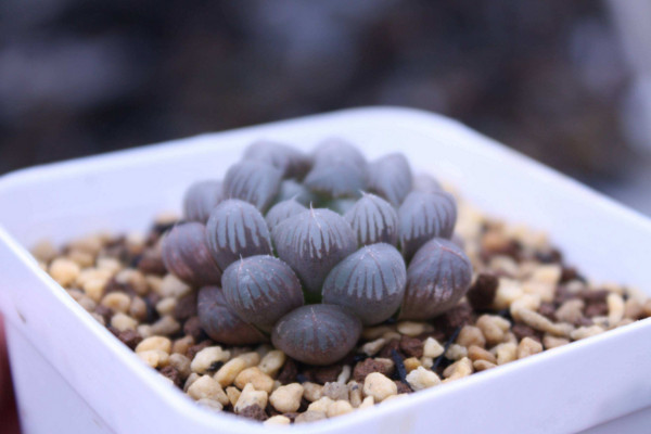 多肉要曬太陽嗎,植株生長對光照的需求較高