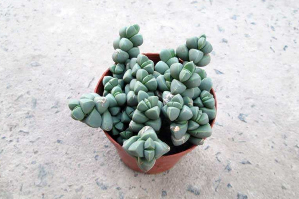 多肉要曬太陽嗎,植株生長對光照的需求較高