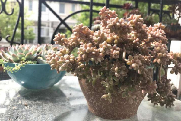 多肉要曬太陽嗎,植株生長對光照的需求較高