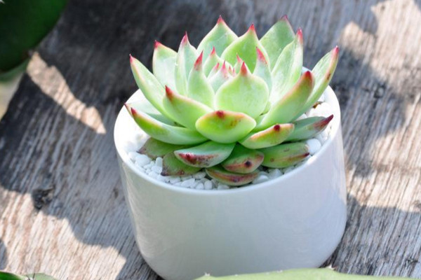 多肉要曬太陽嗎,植株生長對光照的需求較高