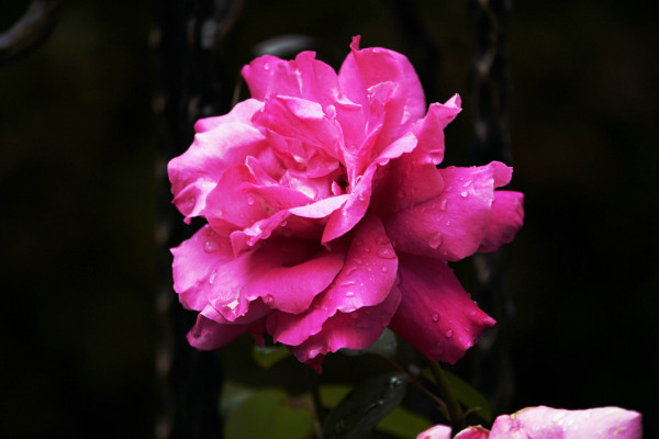 表達(dá)愛意的花有哪些,玫瑰/康乃馨/百合花/蝴蝶蘭等