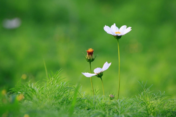 格桑花種子需要泡嗎,溫水浸泡可抵御病蟲害