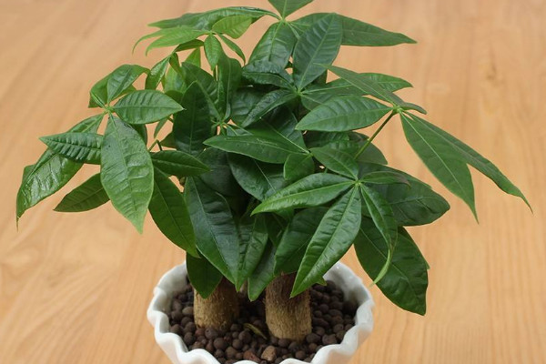 發財樹小盆栽怎么養,保證每日至少3~4小時光照