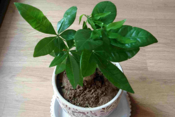 發財樹小盆栽怎么養,保證每日至少3~4小時光照