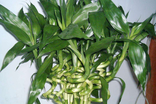 富貴竹葉子發(fā)黃加醋可以嗎,會導(dǎo)致黃葉更嚴(yán)重