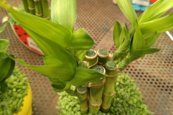 富貴竹葉子發(fā)黃加醋可以嗎,會導(dǎo)致黃葉更嚴(yán)重