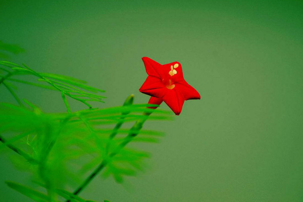 五角星花怎么養(yǎng),土壤肥沃同時保證光照充足