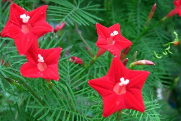 五角星花怎么養(yǎng),土壤肥沃同時保證光照充足