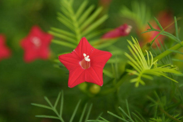五角星花怎么養(yǎng),土壤肥沃同時保證光照充足