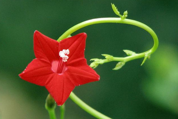 五角星花怎么養(yǎng),土壤肥沃同時保證光照充足