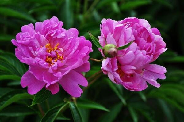 芍藥花怎么養,充足的光照以及合理的肥水