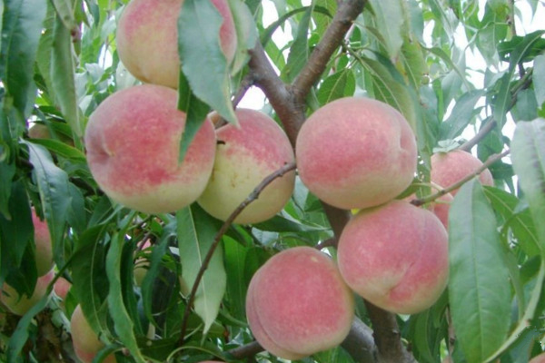 果樹修剪技術(shù),剪后養(yǎng)護(hù)最為關(guān)鍵