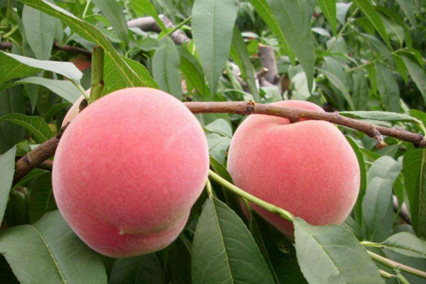 果樹修剪技術(shù),剪后養(yǎng)護(hù)最為關(guān)鍵
