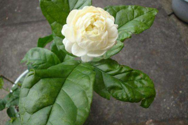 虎頭茉莉怎么修枝,在溫度回升后才能進行修剪