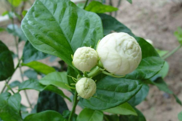 虎頭茉莉怎么修枝,在溫度回升后才能進行修剪