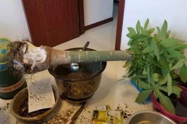 發財樹爛根怎么辦,切根處理后移栽養殖