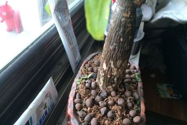 發財樹爛根怎么辦,切根處理后移栽養殖