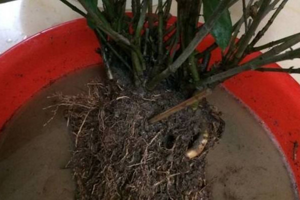 發財樹爛根怎么辦,切根處理后移栽養殖