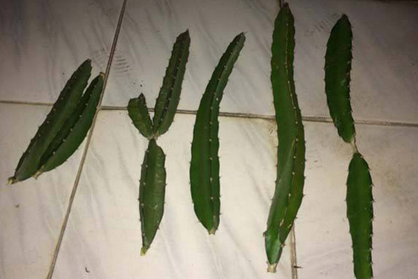 火龍果扦插種植方法,建議大家在春秋兩季進行