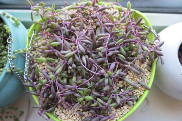 紫弦月怎么養,讓植株爆盆的5大要點