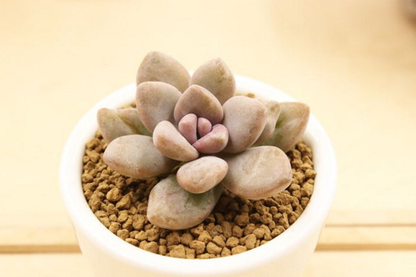 冬美人怎么養,做好以下4點才是關鍵