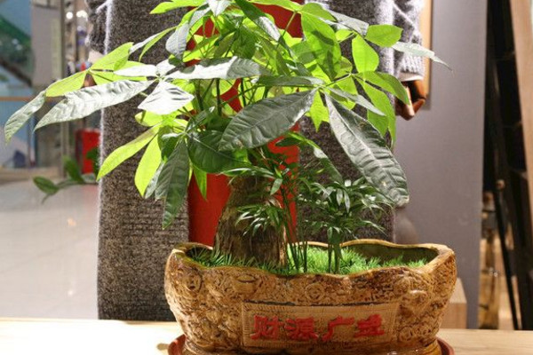 發財樹葉子發黃怎么回事,光照過強/土壤不適/澆水過多