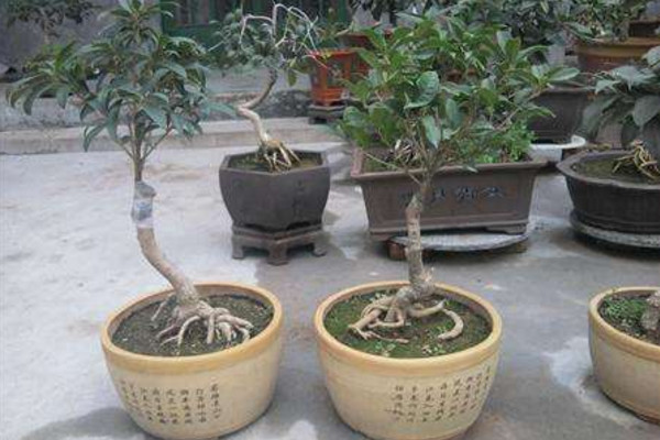 盆栽桂花修剪方法圖解,可以通過以下4步進行