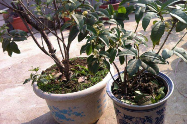 盆栽桂花修剪方法圖解,可以通過以下4步進行