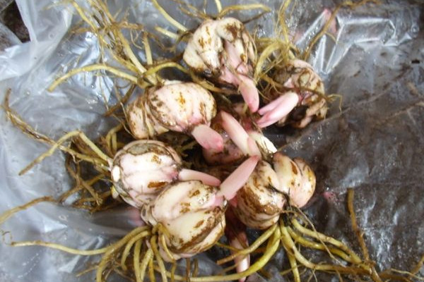 香水百合種球種植方法,種球清洗消毒后才可種植