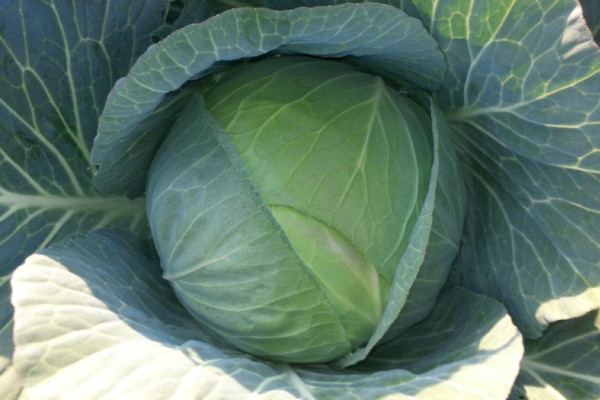 露天包菜什么時候種植,6~7月或者10~11月