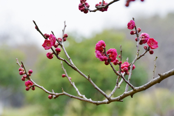 臘梅與梅花的區(qū)別,花期/花型/株型/香味不同