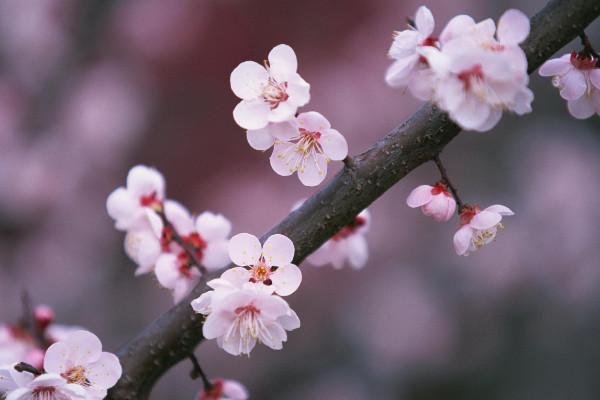臘梅與梅花的區(qū)別,花期/花型/株型/香味不同