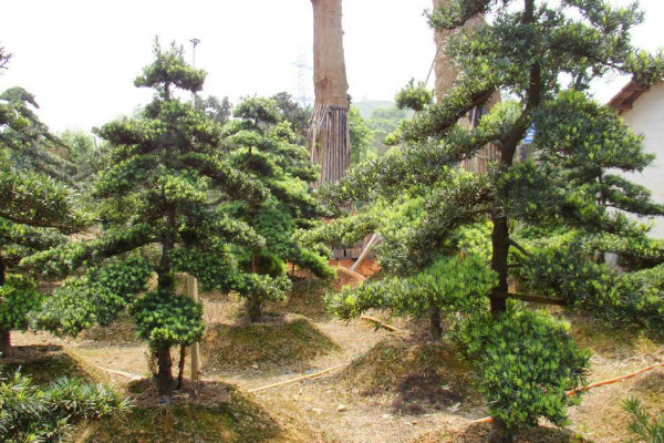 如何鑒別羅漢松的品種,短葉羅漢松較為常見