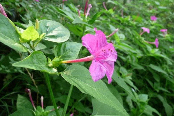 紫茉莉怎么種,可以通過以下4步進(jìn)行