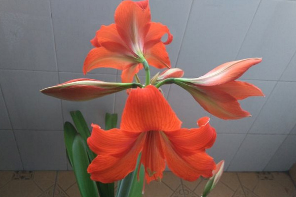 朱頂紅有毒嗎,球莖具有一定的毒性