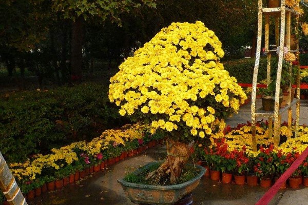 菊花葉子蔫了怎么辦,適當遮陰并控制肥水